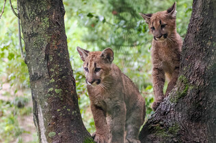 Puma_Jungtiere_Dylan_ Dexter_ZooSBG_Angie_Köppl_CMS.JPG