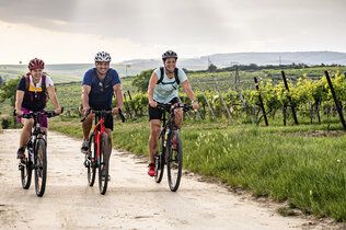 Radfahrer fahren zwischen den Weinbergen.
