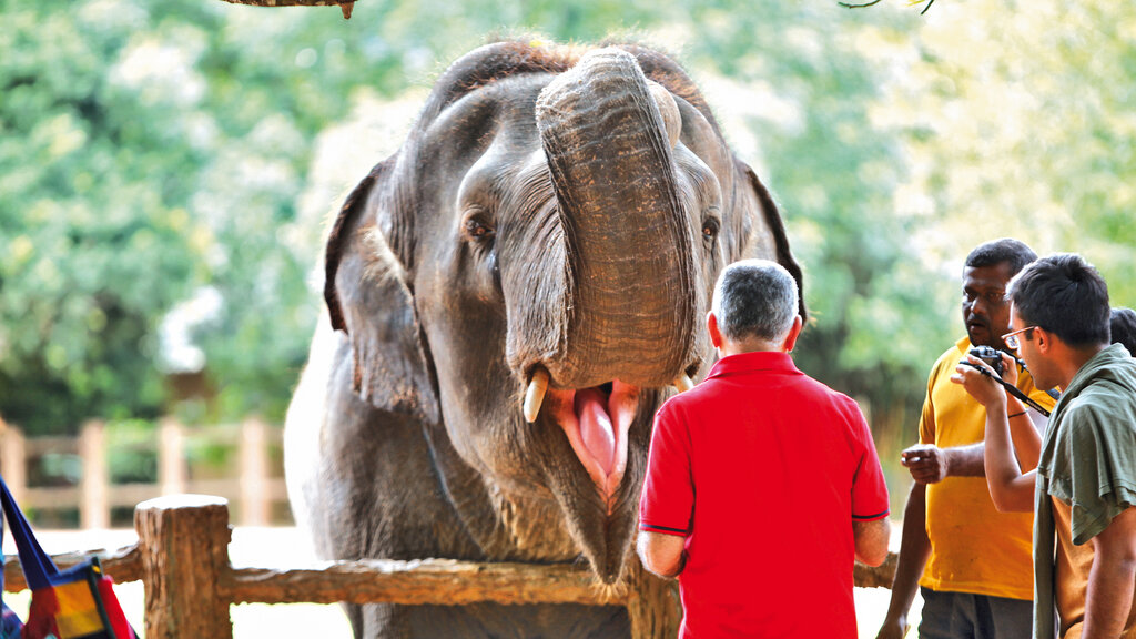 Sri Lanke_CB_Elefant_CMS.jpg Cornelia Buczolich