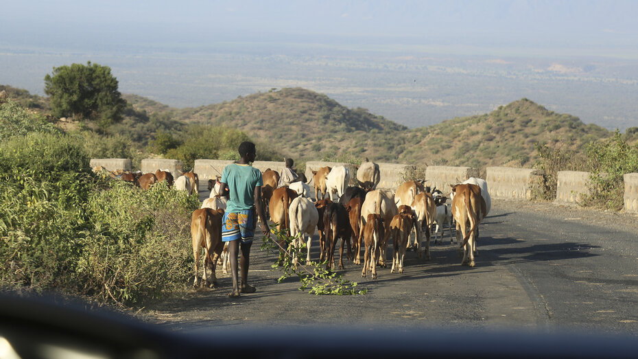 Ein Junge treibt sein Vieh auf der Straße in Äthiopien.
