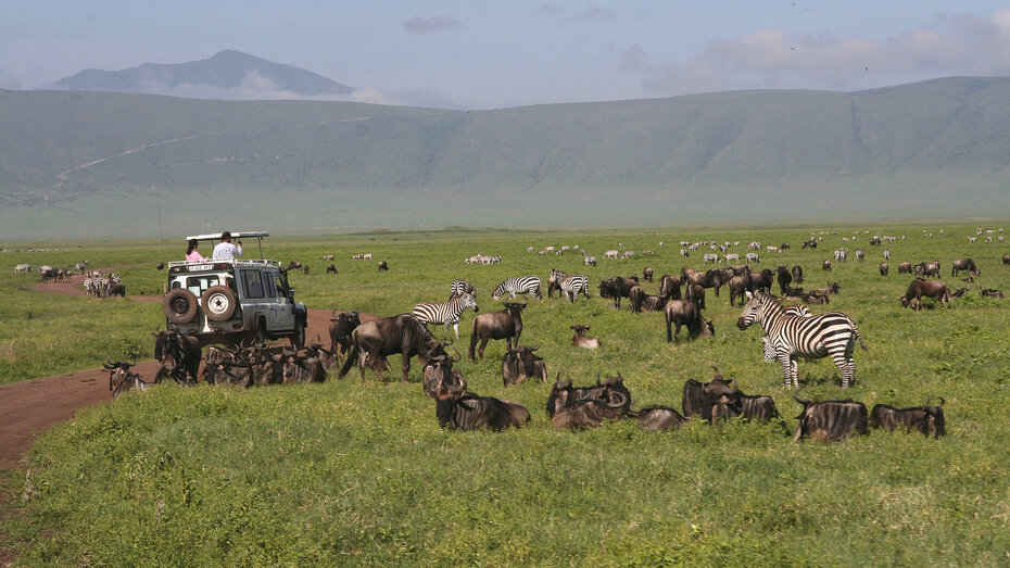 Tansania-Sansibar. Man sieht viele Tiere im Vulkankrater, etwa Büffel oder Gazellen.