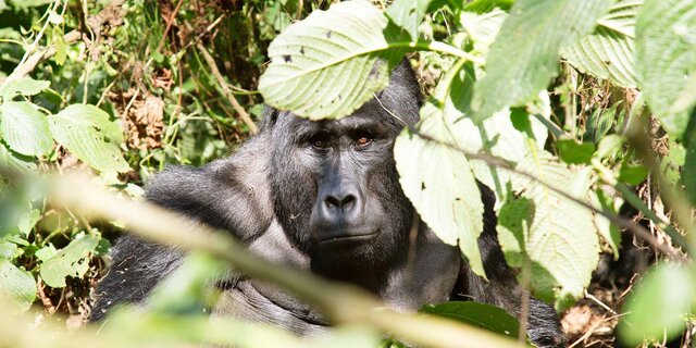 Uganda 2024_037_CMS.jpg Roland Fibich/auto touring