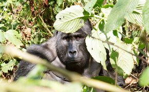 Uganda 2024_037_CMS.jpg Roland Fibich/auto touring