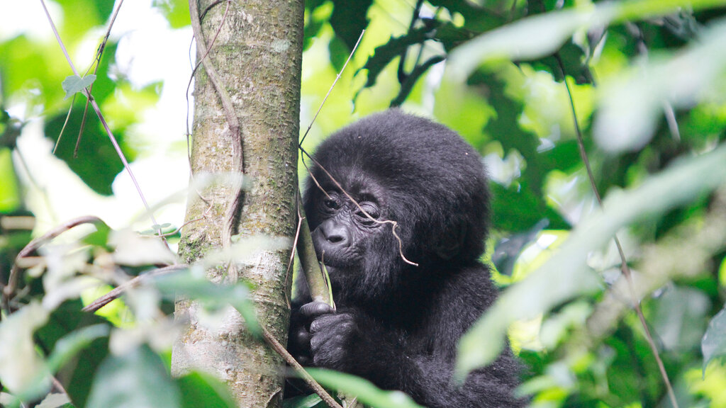 Uganda_2014-11_CB_1484_CMS.jpg Cornelia Buczolich