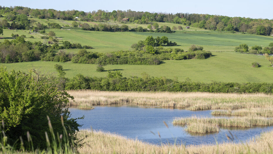 Landschaftsbild im Vordergrund ist ein Teich mit Schilf zu sehen, im Hintergrund eine Grüne Landschaft.