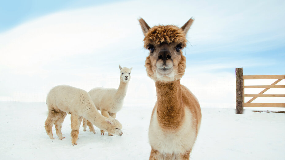 Winterbilder_c_alpakahof_hahn_CMS.JPG