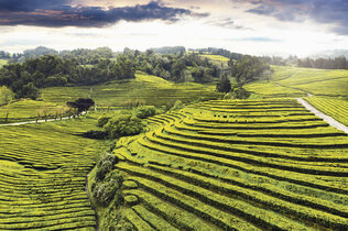 Grüne Teeplantage von oben fotografiert.