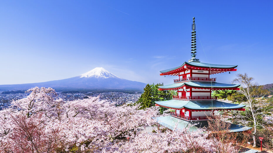 Blick auf blühende Kirschbäume, eine Pagode und den Fuji