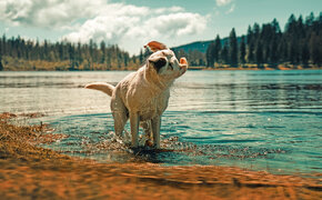 Labrador Retriever badet und schüttelt sich vor einem wunderschönen Bergsee