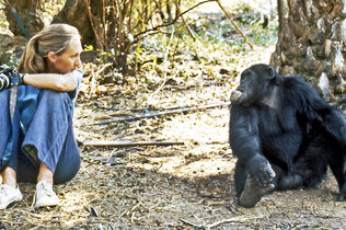 Jane Goodall in Gombe