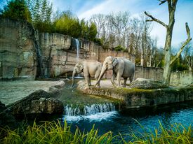Zwei Elefanten in ihrem Gehege mit Felsen und kleinen Wasserfällen