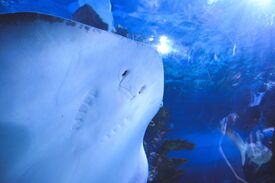 Ein Rochen von unten fotografiert in einem Aquarium
