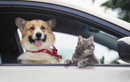Ein Corgi-Welpe mit rotem Halstuch und eine Tabby-Katze schauen aus einem Autofenster.