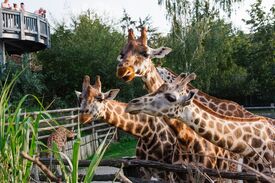 mehrere Giraffen im Zoo