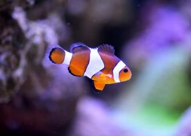 ein Clownfisch im Wasser