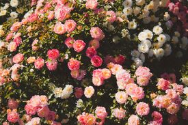Viele rosane und weiße Rosen