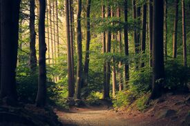 Ein Waldpfad mit vielen Bäumen