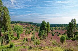 Blick auf eine Landschaft aus Bäumen und Wildblumen