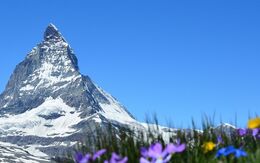 Spektakulärer Blick auf das Matterhorn in der Schweiz, mit gelben und violetten Wildblumen im Vordergrund