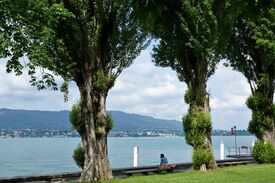Ein Mann der auf einer Bank am Ufer des Zürichsees sitzt