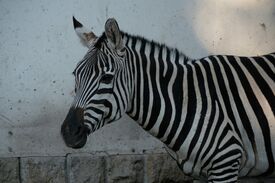 ein Zebra vor einer Mauer