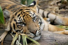 Großaufnahme vom Kopf eines Tigers