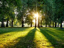 Blick auf eine Wiese im Park mit Sonnenstrahlen, die durch die Bäume scheinen