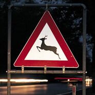 Nachts auf einer Straße steht ein Schild, das auf einen Rehüberweg hinweist, umgeben von Dunkelheit. Das dreieckige Schild hat einen roten Rand, in der Mitte einen weißen Hintergrund mit einem springenden Reh als Symbol.
