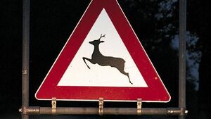 Nachts auf einer Straße steht ein Schild, das auf einen Rehüberweg hinweist, umgeben von Dunkelheit. Das dreieckige Schild hat einen roten Rand, in der Mitte einen weißen Hintergrund mit einem springenden Reh als Symbol.